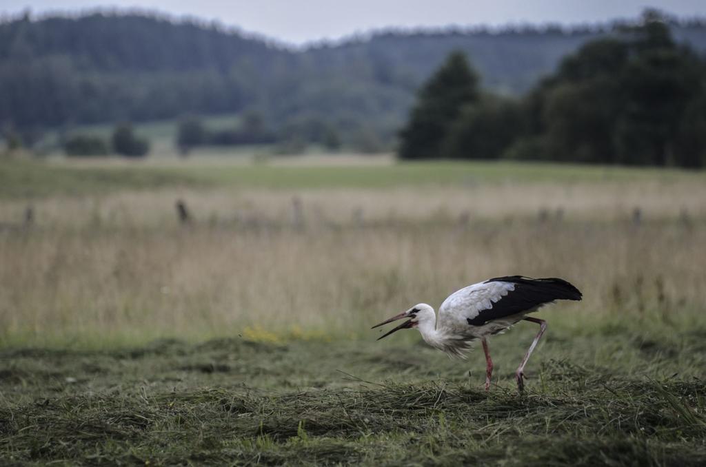 Agropensjonat Stregielek Bagian luar foto